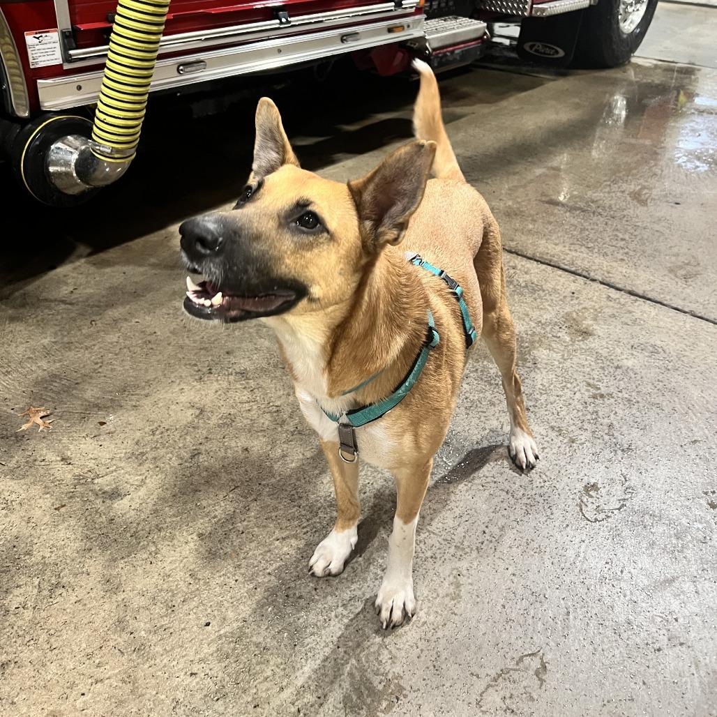 Enlarge Cider, a Adoptable Mixed Breed in Saint Charles, MO image 5/6