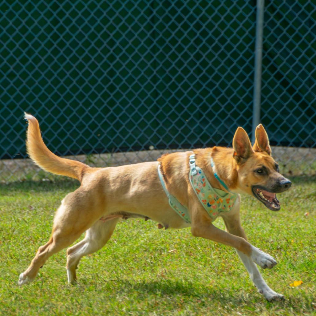 Enlarge Cider, a Adoptable Mixed Breed in Saint Charles, MO image 6/6