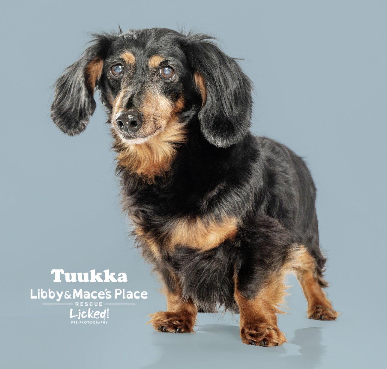 Tuukka, Adoptable, Senior Male Dachshund.