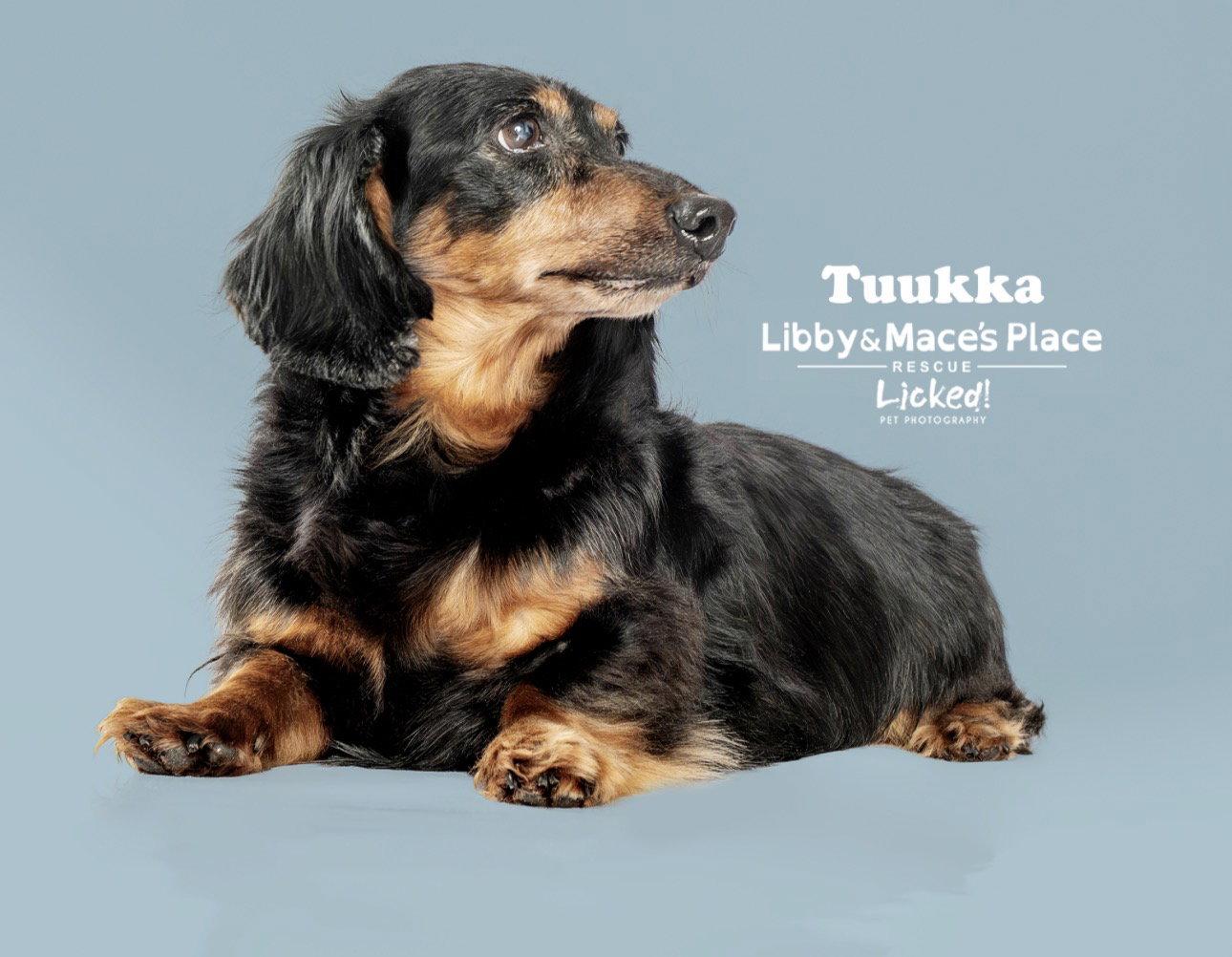 Tuukka, a Adoptable Dachshund in Mount Pleasant, SC image 2/3
