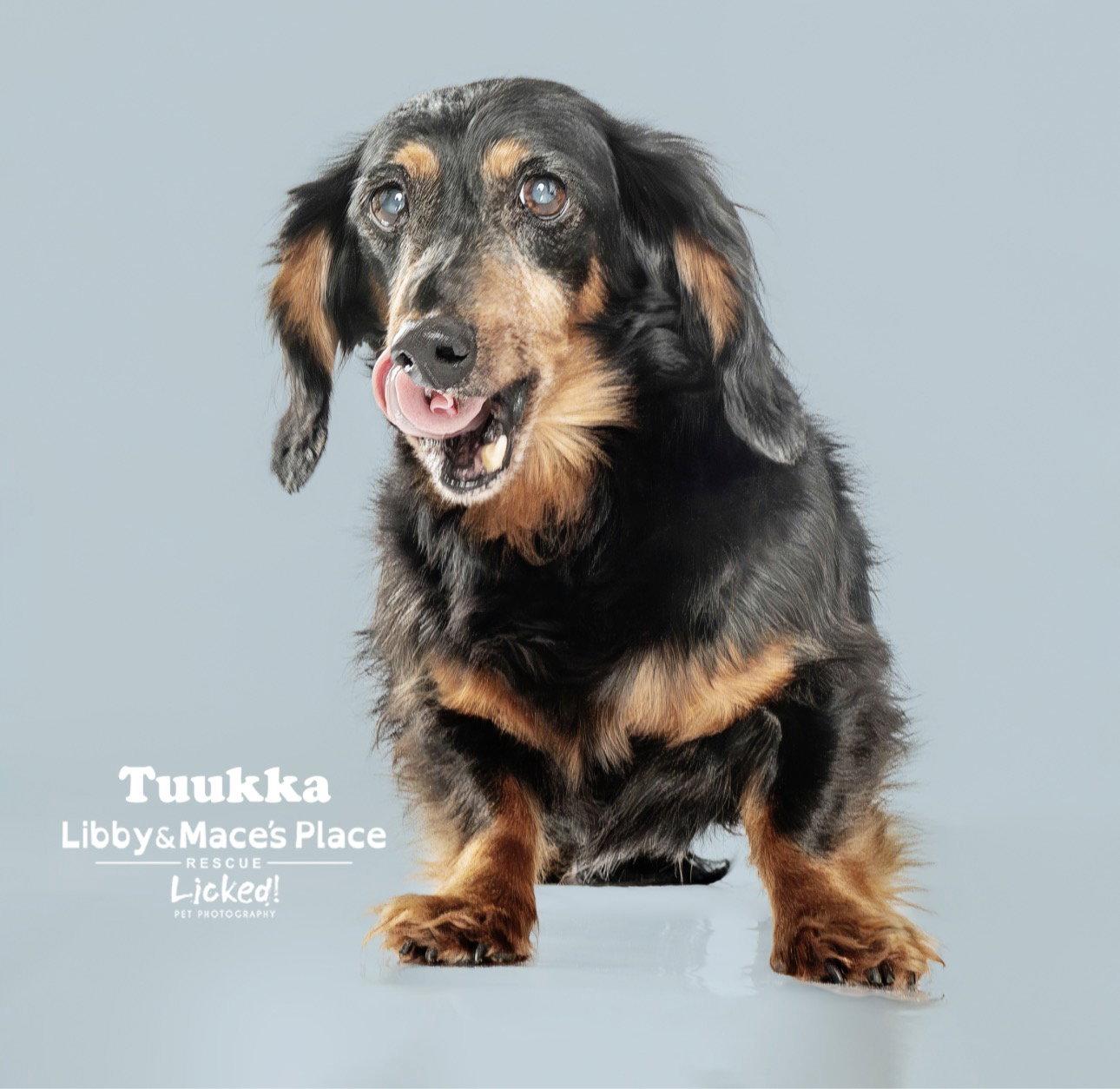 Tuukka, a Adoptable Dachshund in Mount Pleasant, SC image 3/3