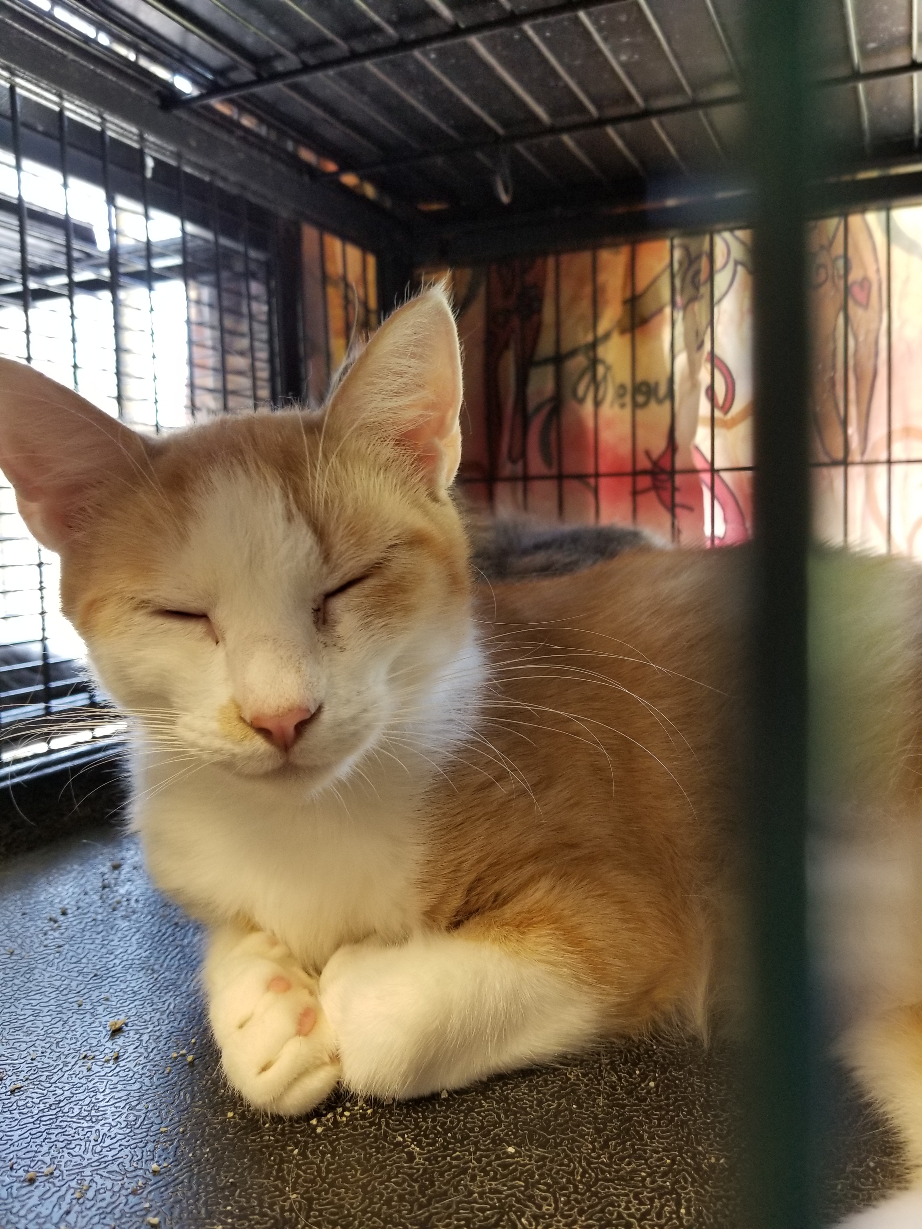 Enlarge Chuck, a Adoptable Domestic Short Hair in Tower City, PA image 1/4