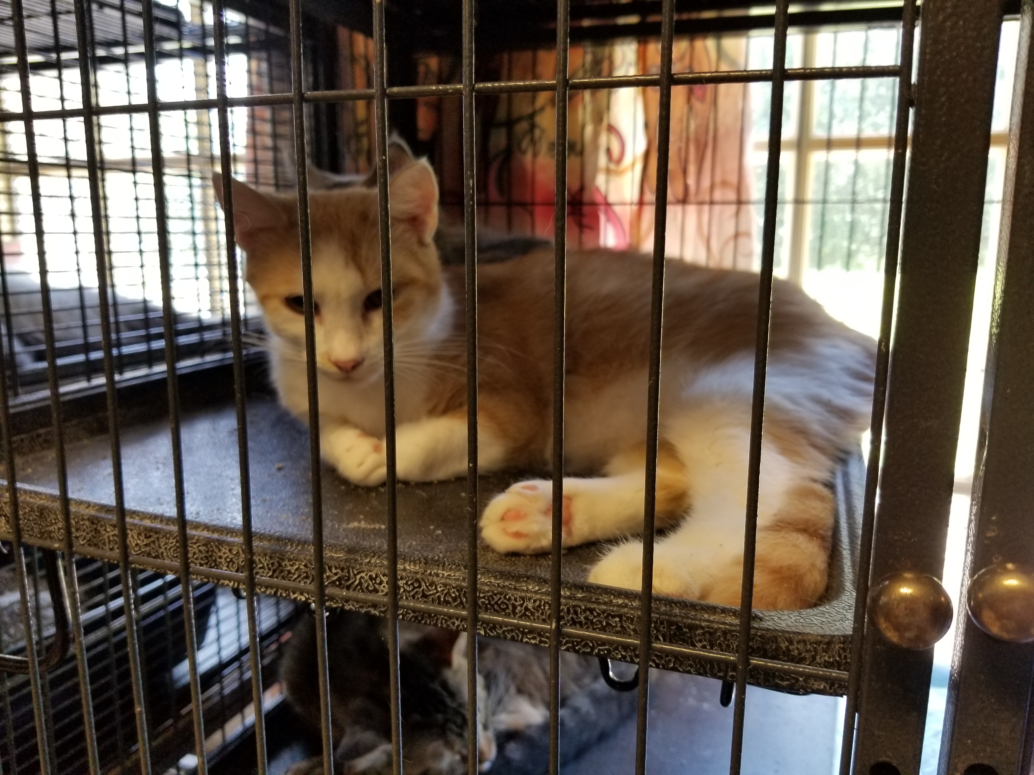 Enlarge Chuck, a Adoptable Domestic Short Hair in Tower City, PA image 2/4