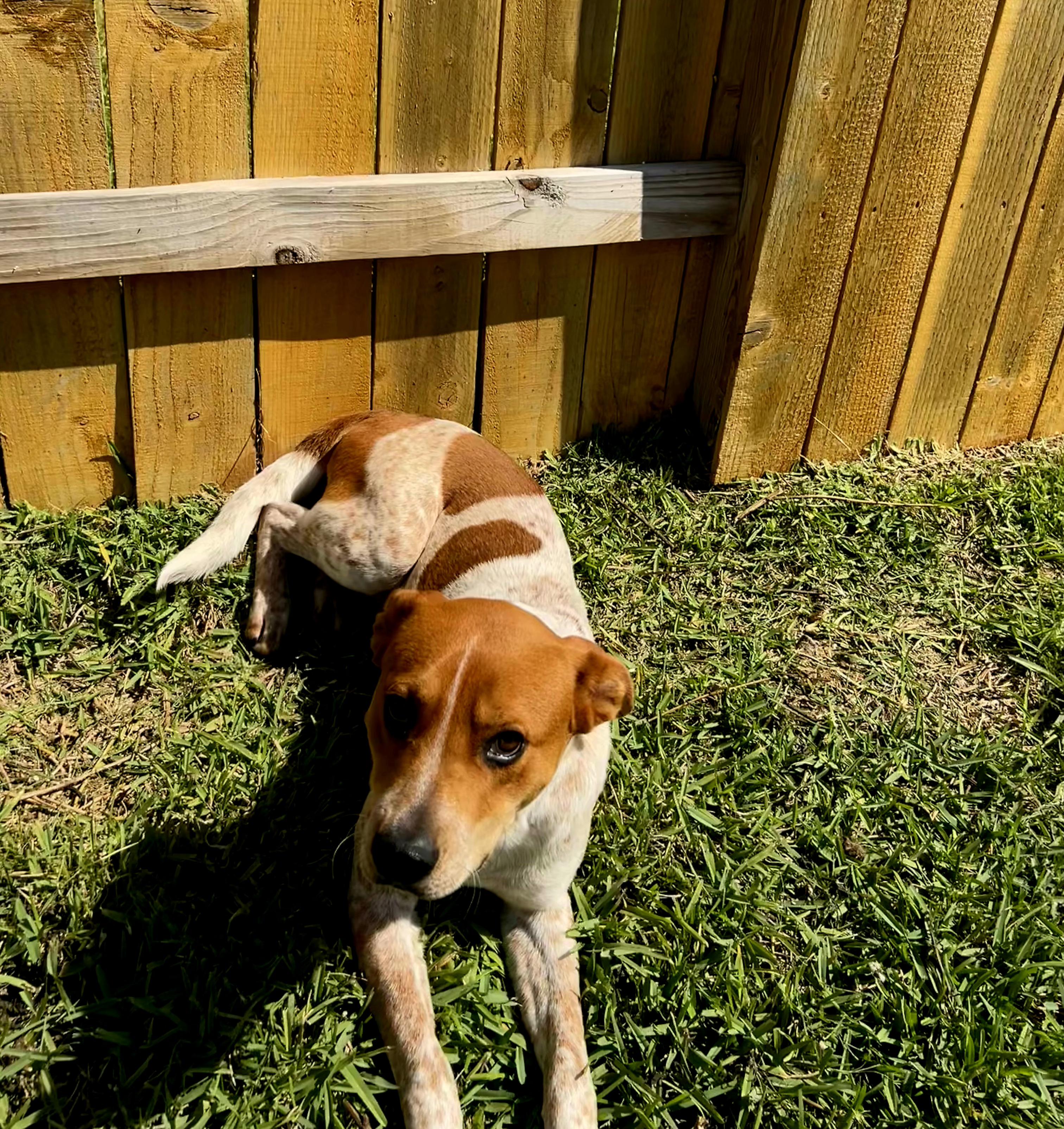 Pumba - NY, Adoptable, Adult Male Australian Shepherd.