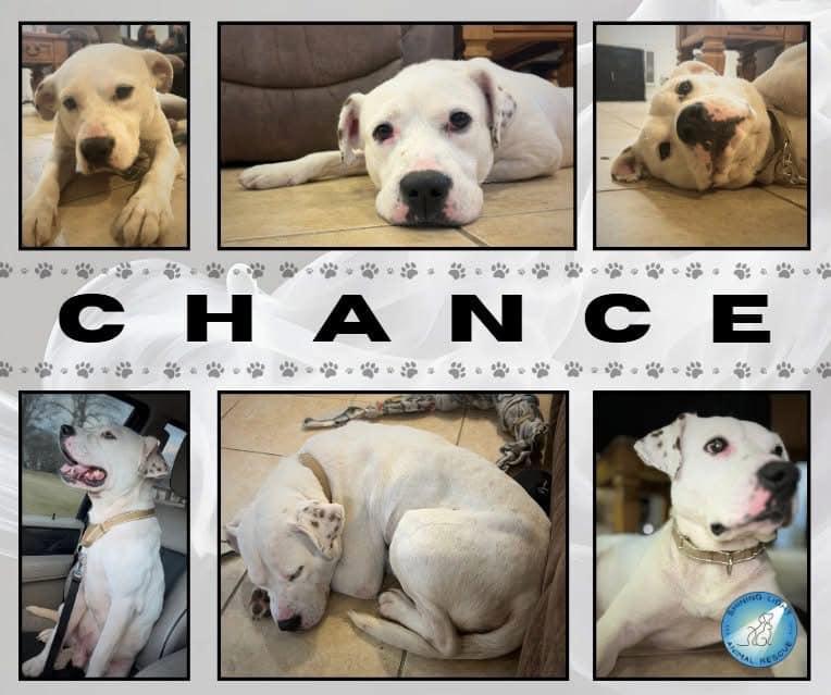 Chance, Adopted, Adult Male American Staffordshire Terrier & American Bulldog.