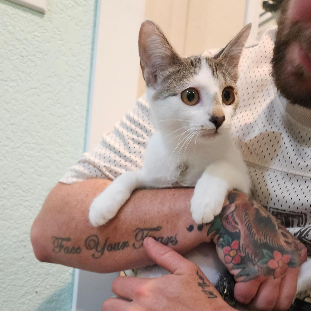 Emily the Bold, Adoptable, Young Female Domestic Short Hair.