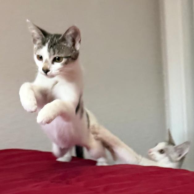 Enlarge Emily the Bold, a Adoptable Domestic Short Hair in Elverta, CA image 2/2