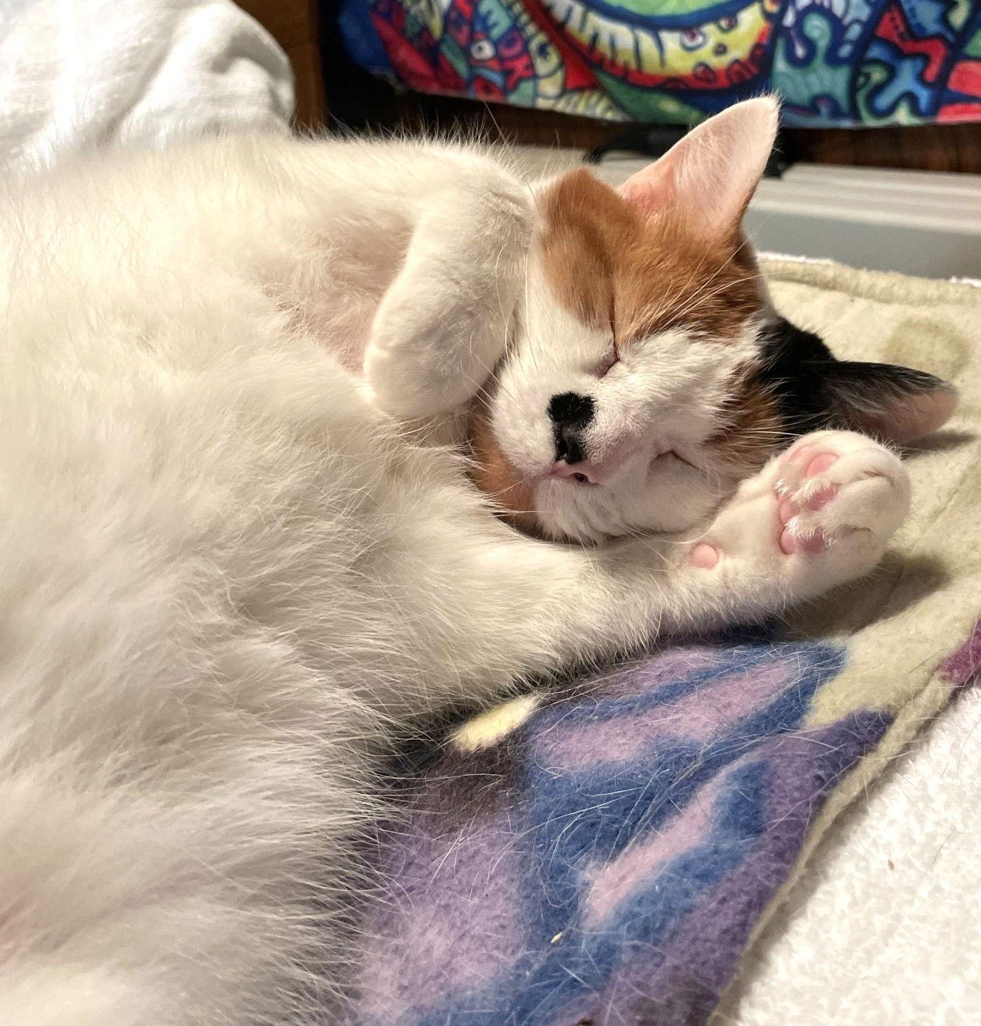 Enlarge Tula, a Adoptable Domestic Short Hair in Trenton, NJ image 1/3