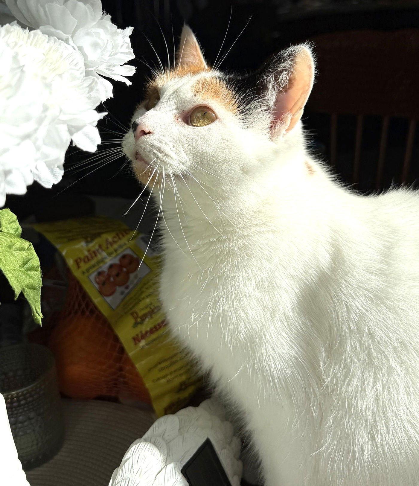 Enlarge Tula, a Adoptable Domestic Short Hair in Trenton, NJ image 2/3