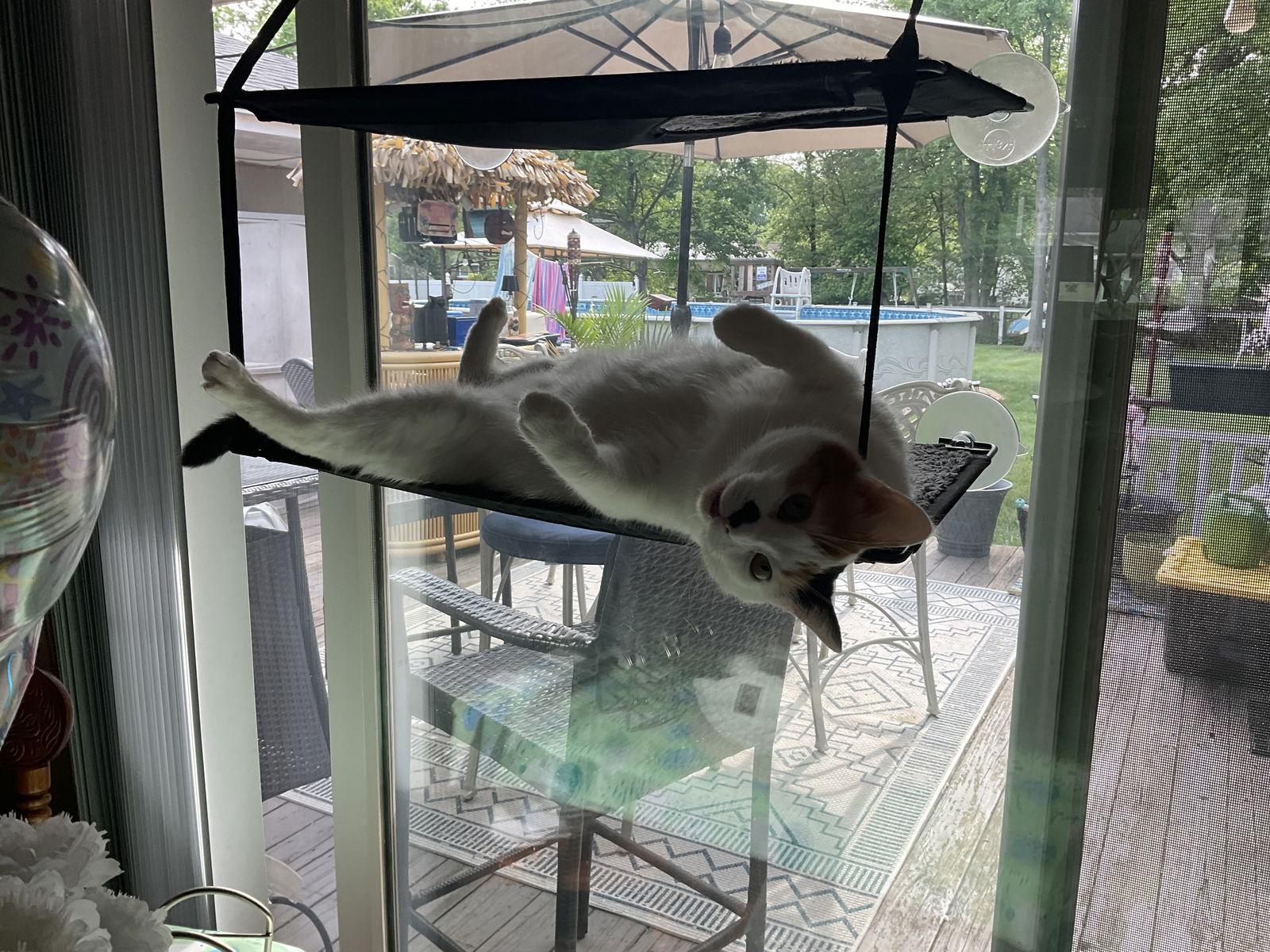 Tula, Adoptable, Adult Female Domestic Short Hair.