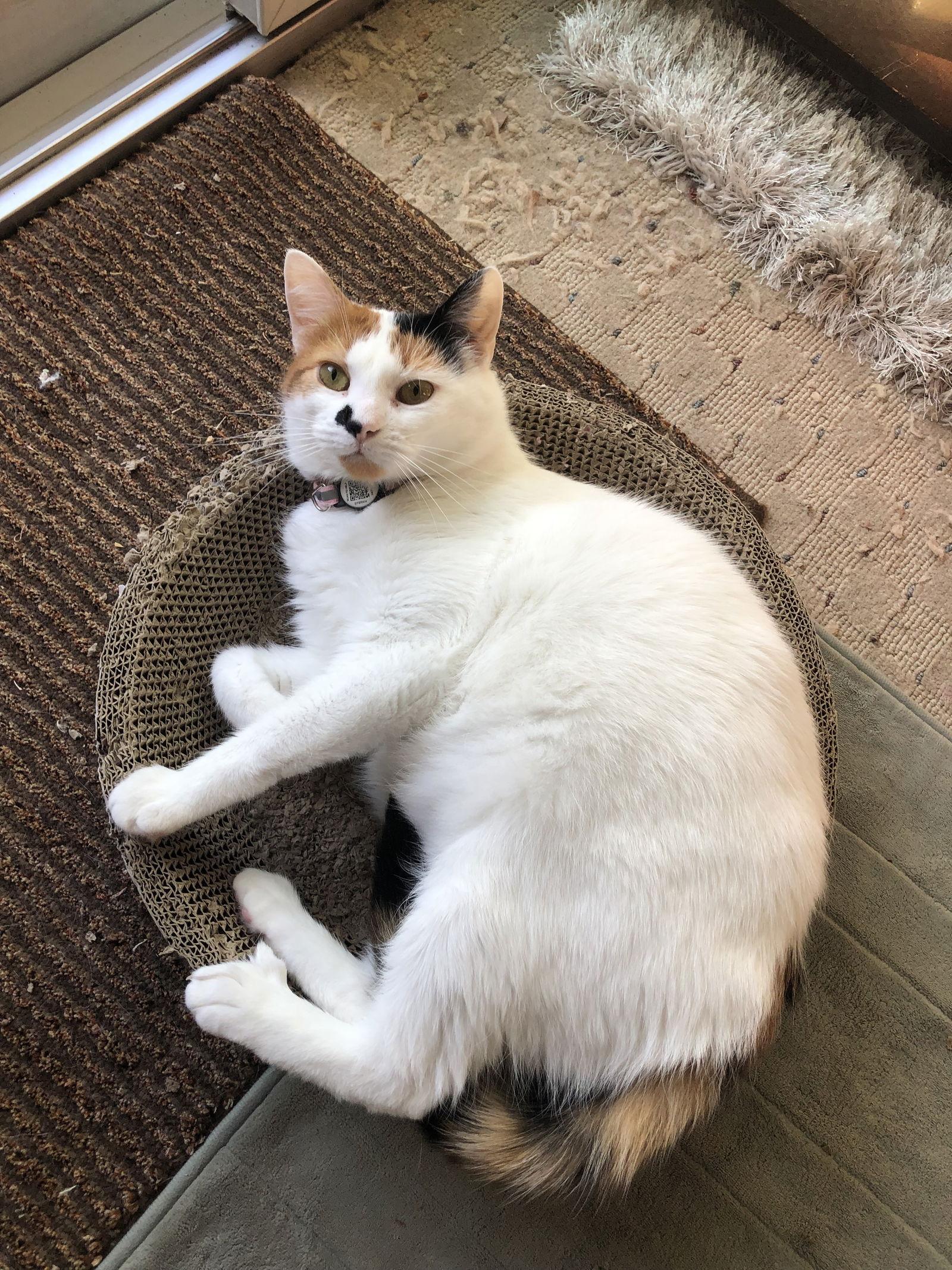 Tula, a Adoptable Domestic Short Hair in Trenton, NJ image 2/3