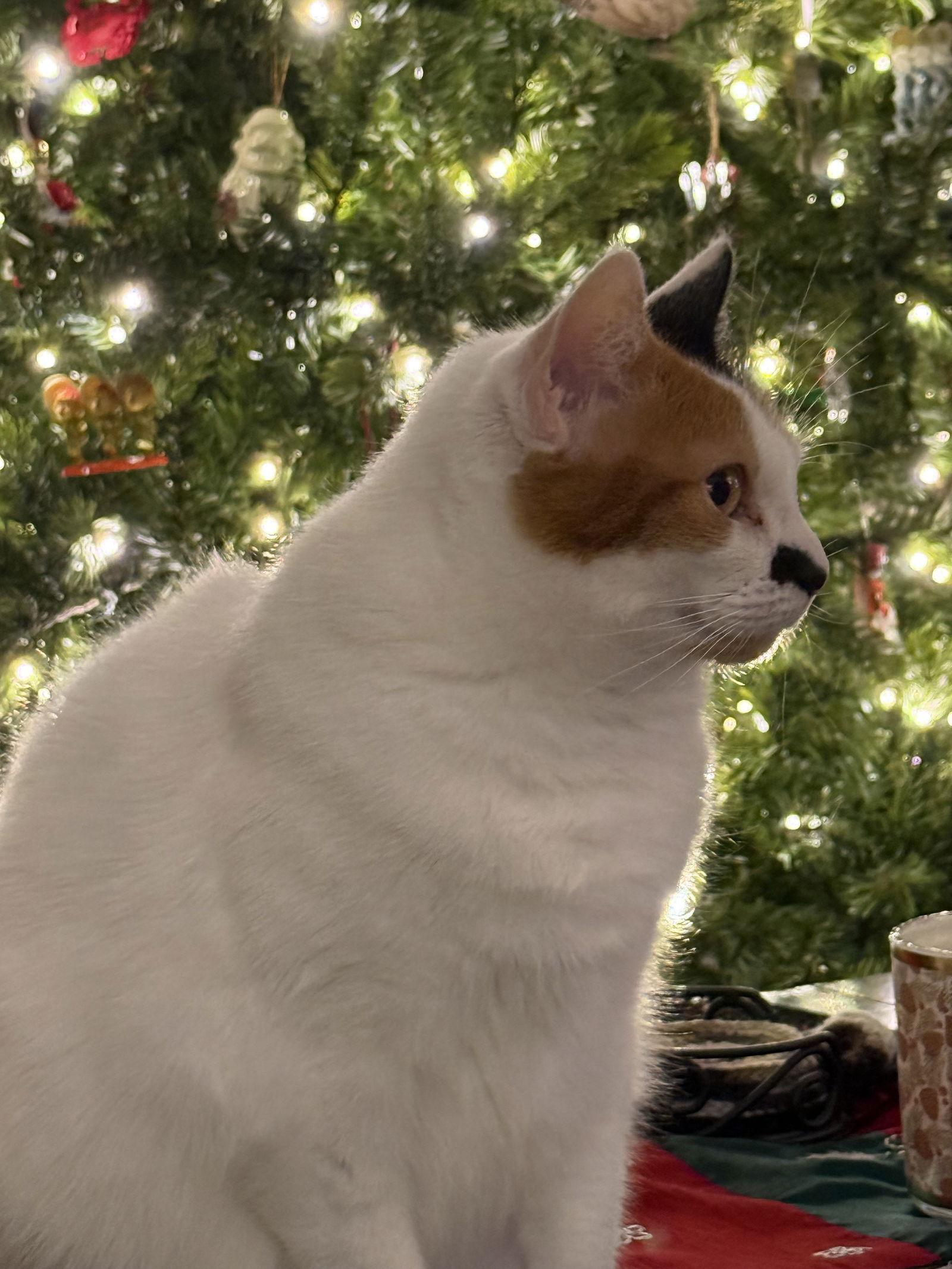 Tula, Adoptable, Adult Female Domestic Short Hair.