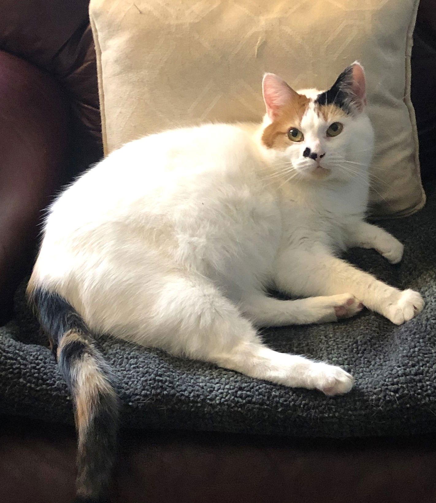 Enlarge Tula, a Adoptable Domestic Short Hair in Trenton, NJ image 3/3