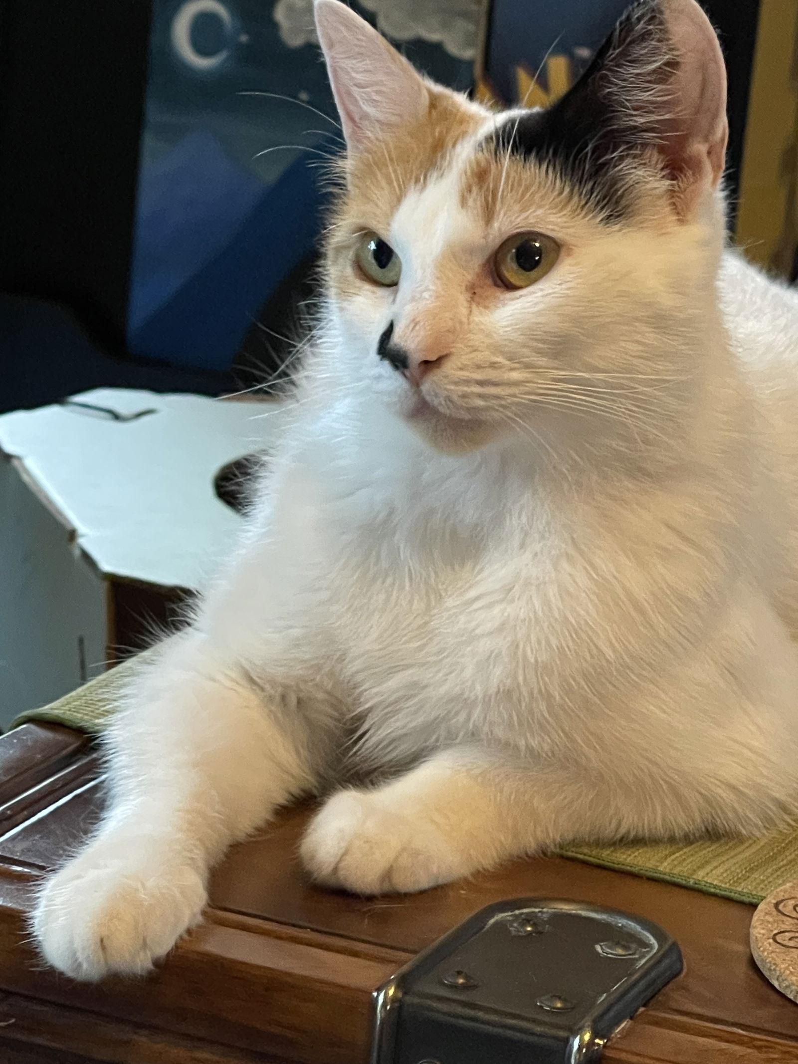 Tula, a Adoptable Domestic Short Hair in Trenton, NJ image 3/3