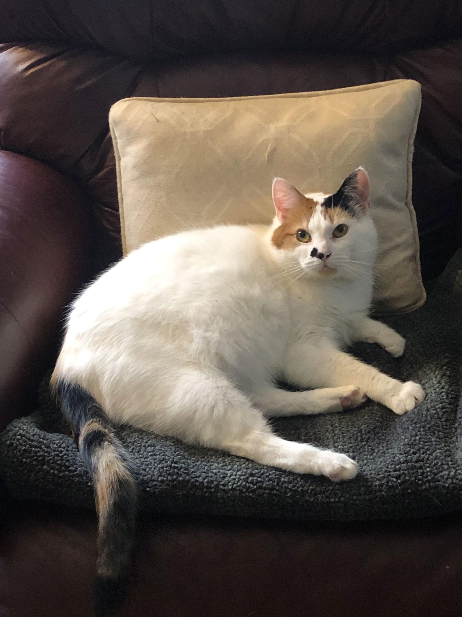 Enlarge Tula, a Adoptable Domestic Short Hair in Trenton, NJ image 3/3