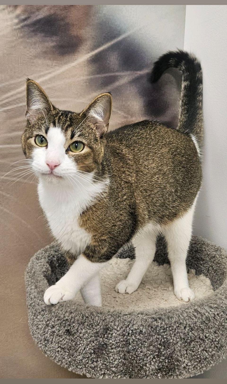 Enlarge Warren, a Adopted Tabby in Cookeville, TN image 1/1