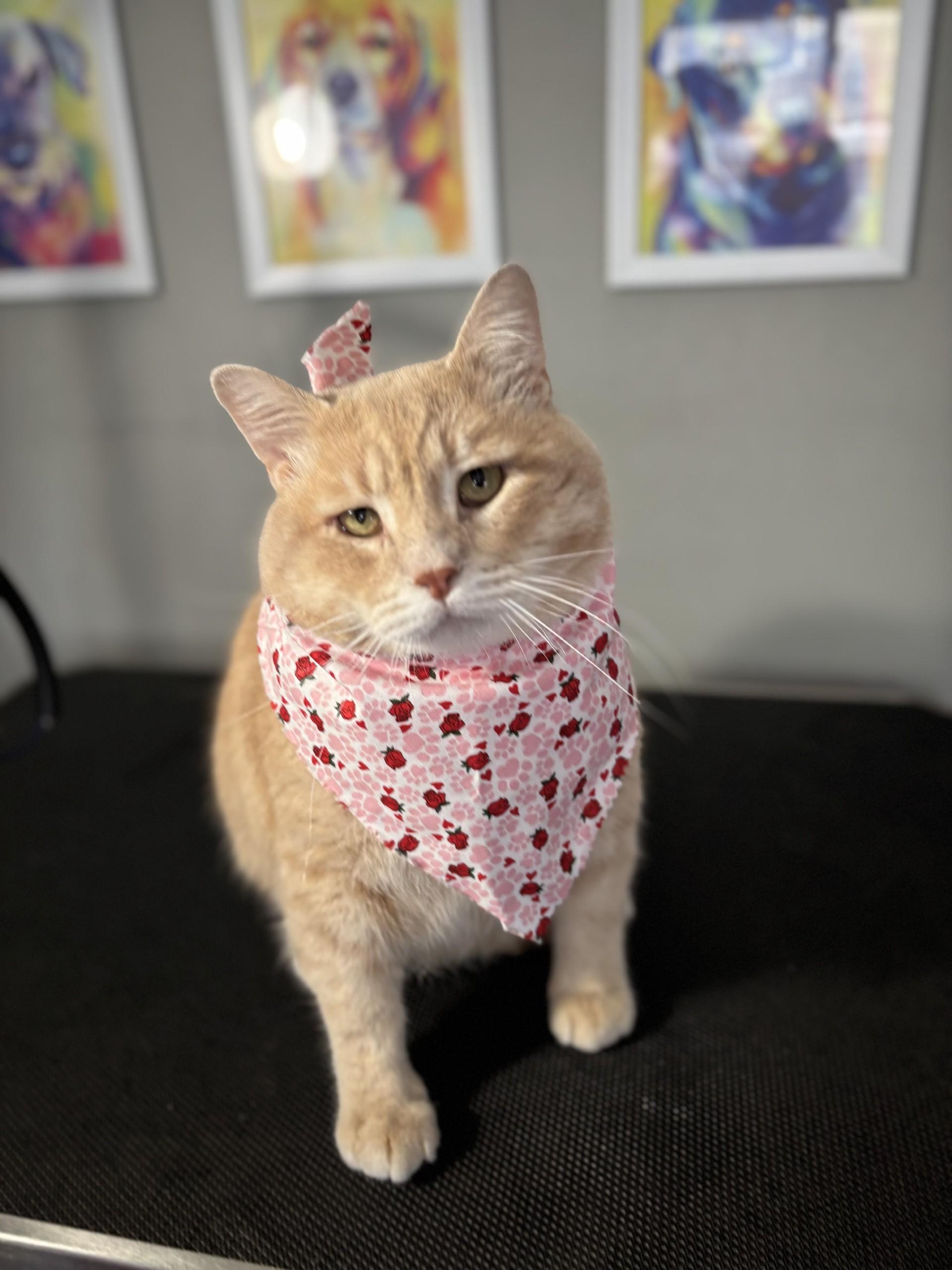 Gary, Adopted, Adult Male Domestic Short Hair.