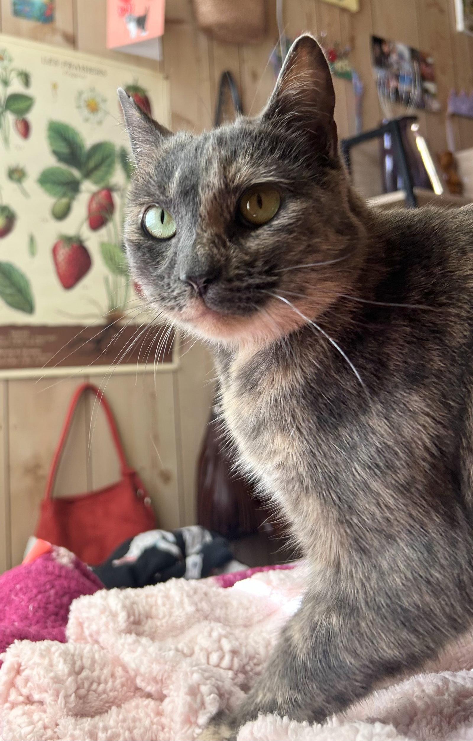 Olive, Adoptable, Adult Female Tortoiseshell & Domestic Short Hair.