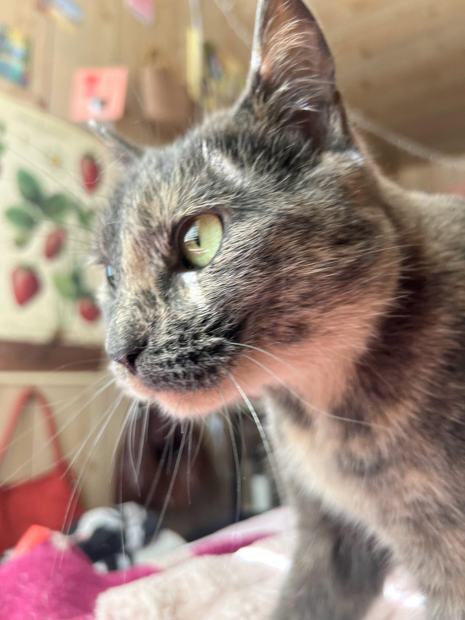 Enlarge Olive, a Adoptable mixed breed in San Luis Obispo, CA image 2/3