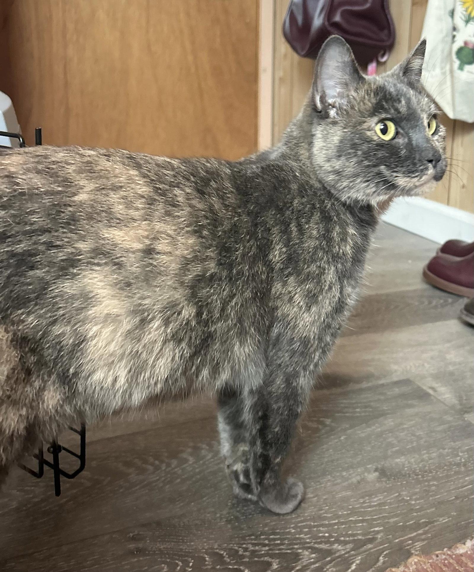 Enlarge Olive, a Adoptable mixed breed in San Luis Obispo, CA image 3/3