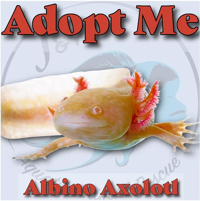 Enlarge Albino Axolotl, a Adopted Tiger Salamander in Neenah, WI image 1/1