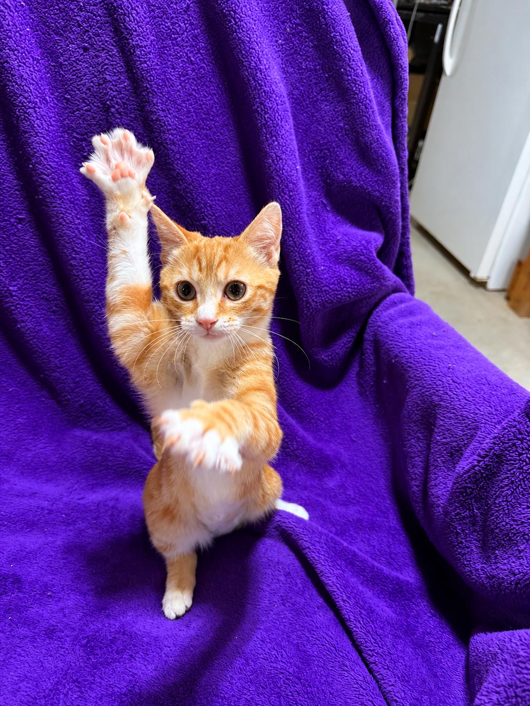 Enlarge Margot, a Adoptable Domestic Short Hair in Smicksburg, pa 16256, PA image 3/6
