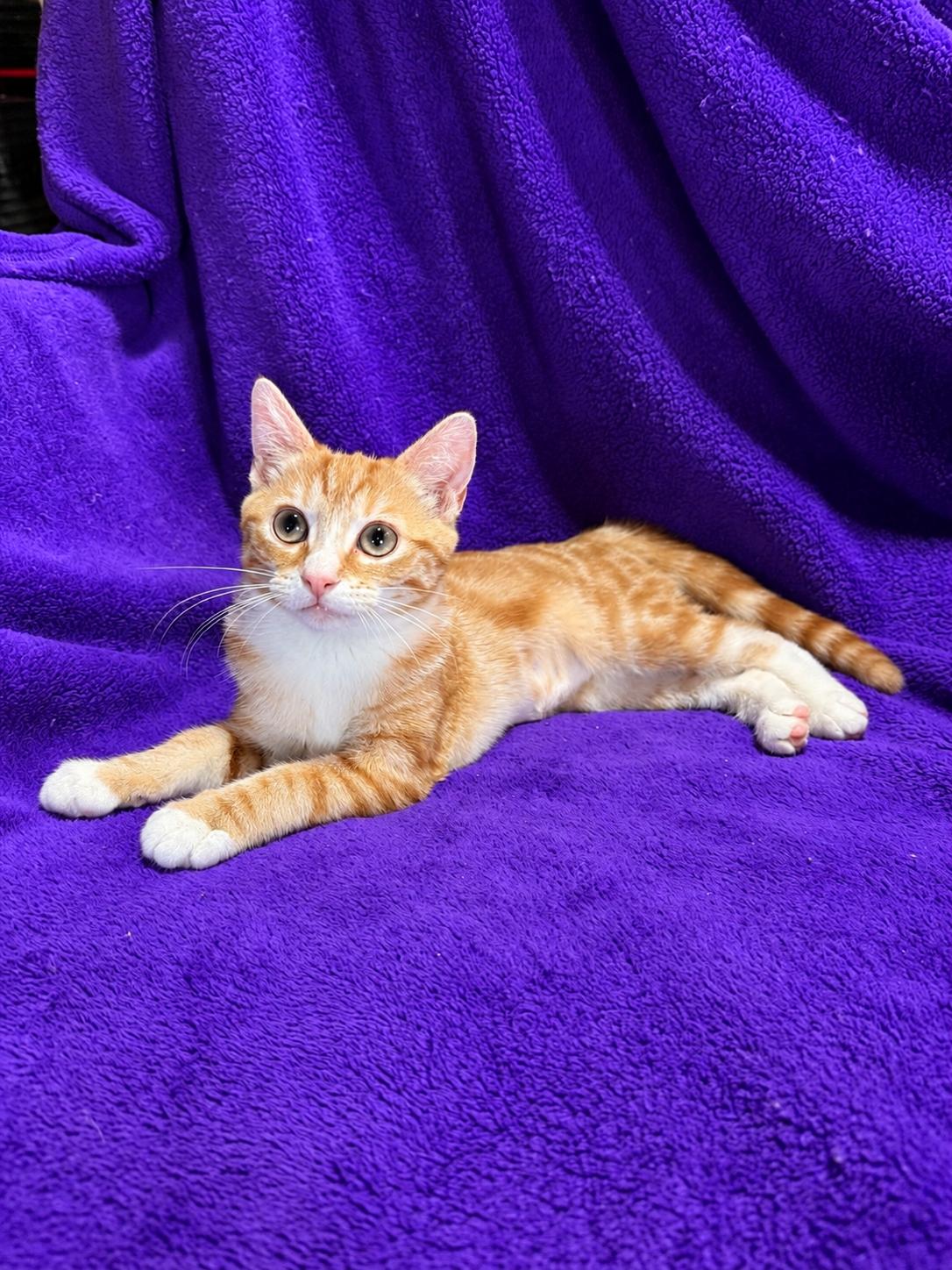 Margot, Adoptable, Kitten Female Domestic Short Hair.