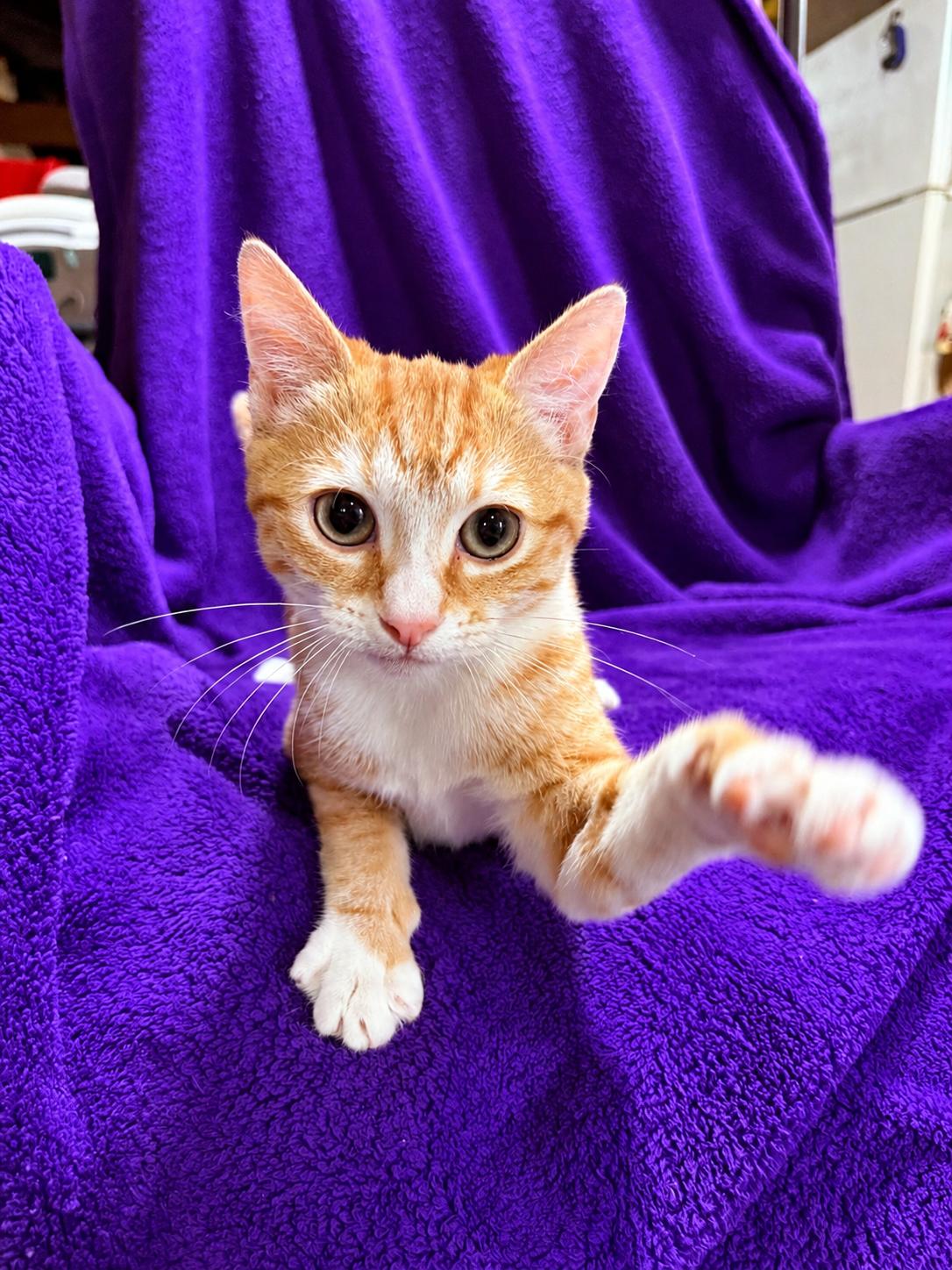 Enlarge Margot, a Adoptable Domestic Short Hair in Smicksburg, pa 16256, PA image 2/6