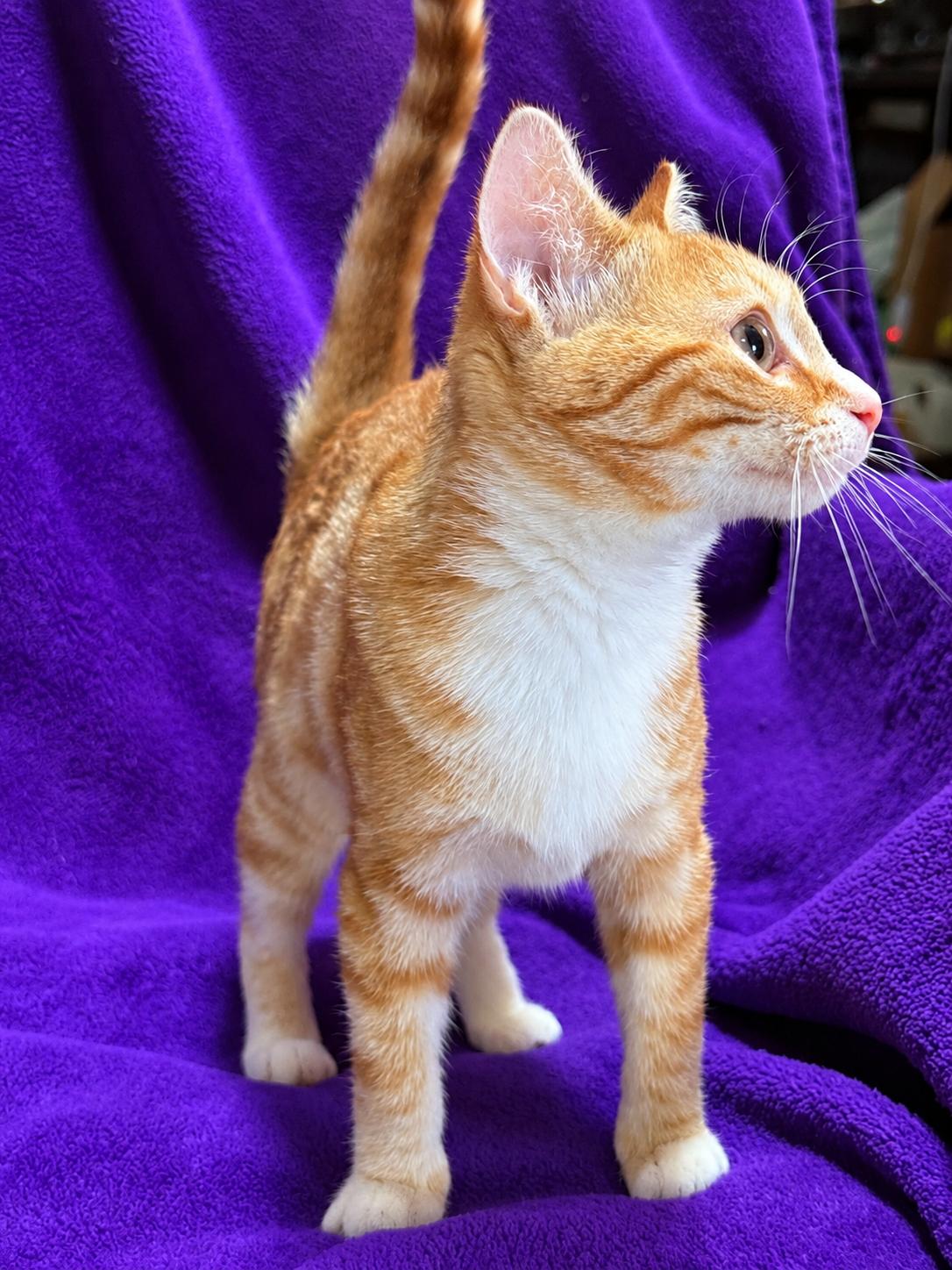 Enlarge Margot, a Adoptable Domestic Short Hair in Smicksburg, pa 16256, PA image 4/6
