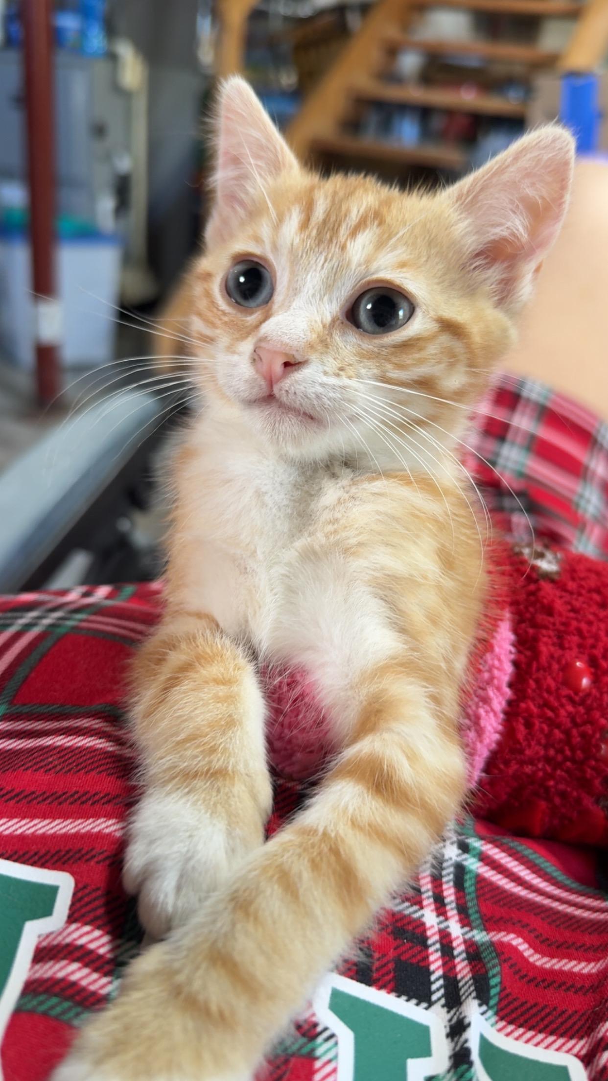 Enlarge Margot, a Adoptable Domestic Short Hair in Smicksburg, pa 16256, PA image 5/6
