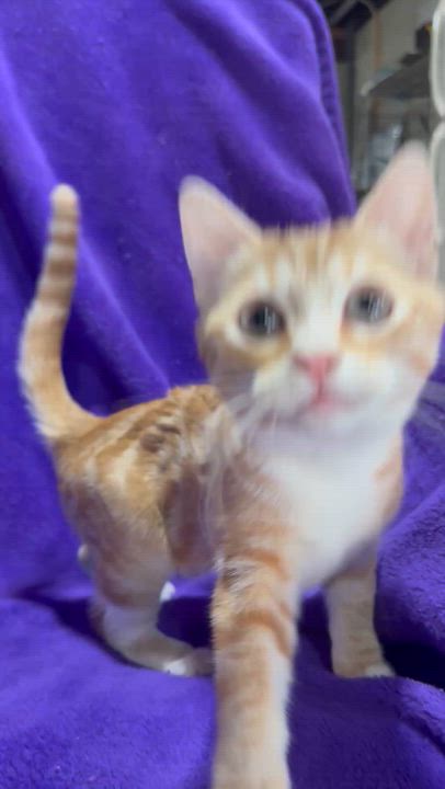 Enlarge Margot, a Adoptable Domestic Short Hair in Smicksburg, pa 16256, PA video 6/6