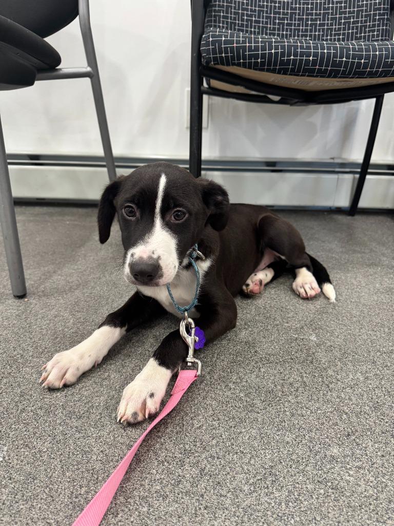 Enlarge Maxx, a Adopted mixed breed in Lunenburg, VT image 1/1