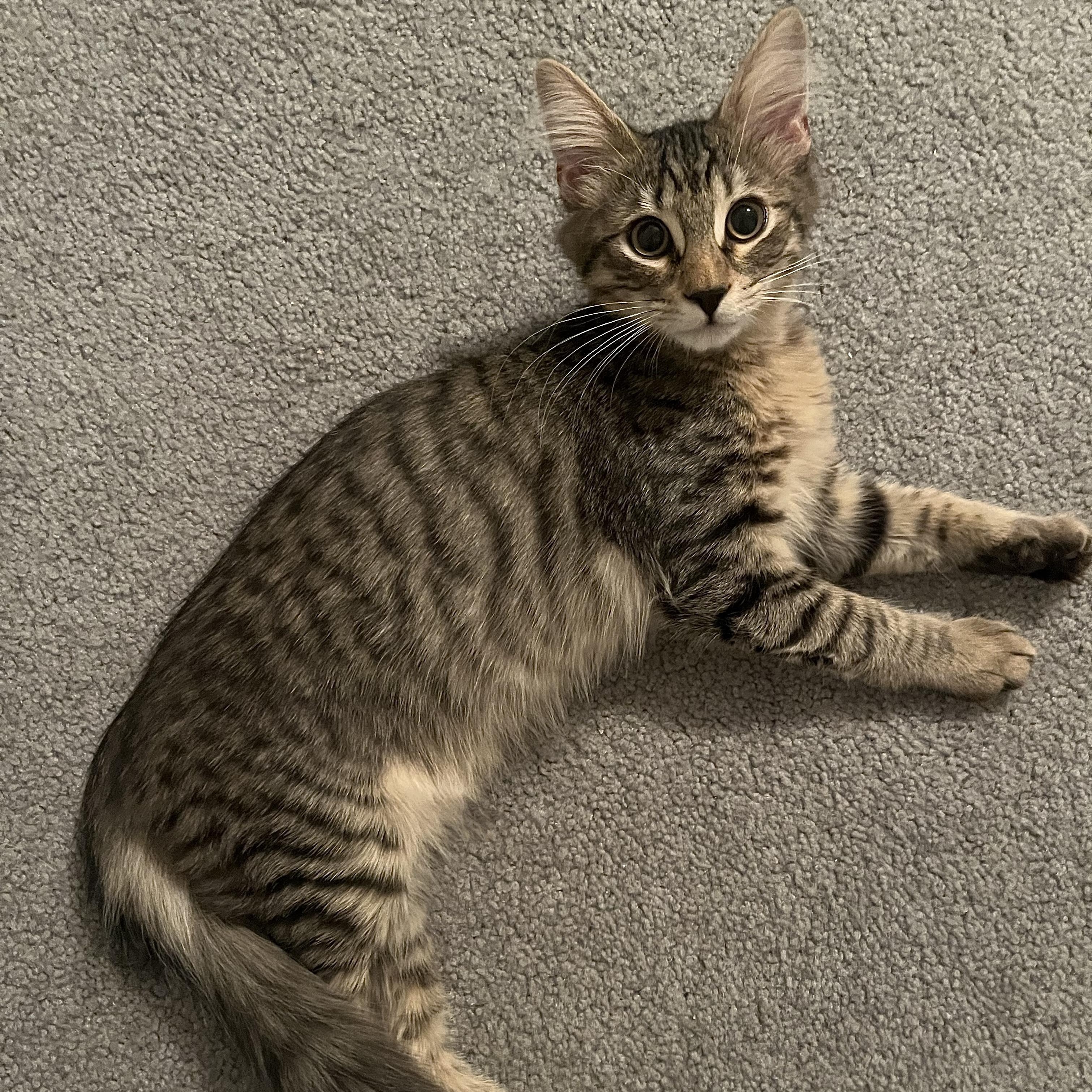 Enlarge Brendan, a ADOPTABLE Domestic Medium Hair in Richmond, VA image 1/2
