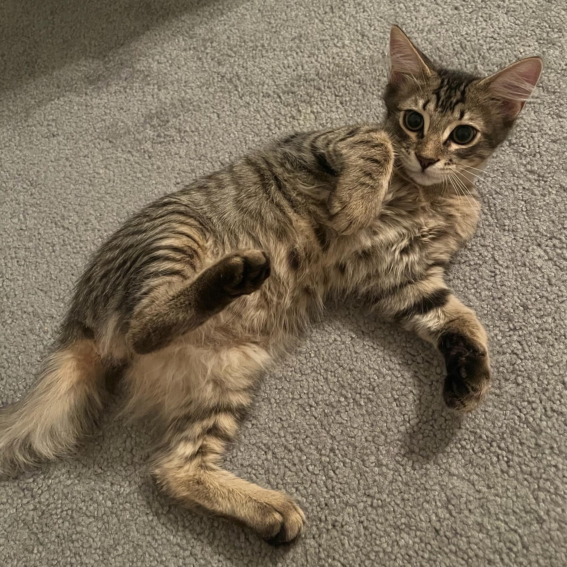 Enlarge Brendan, a ADOPTABLE Domestic Medium Hair in Richmond, VA image 2/2