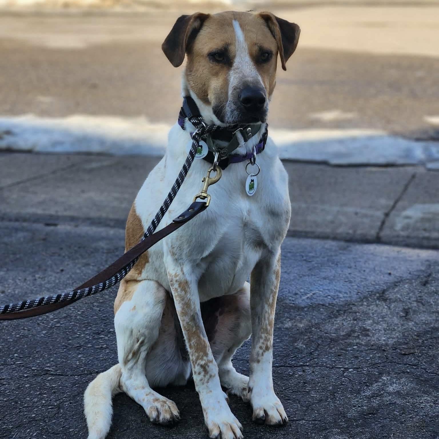 Chi, a ADOPTABLE mixed breed in Burlington, ON image 5/6