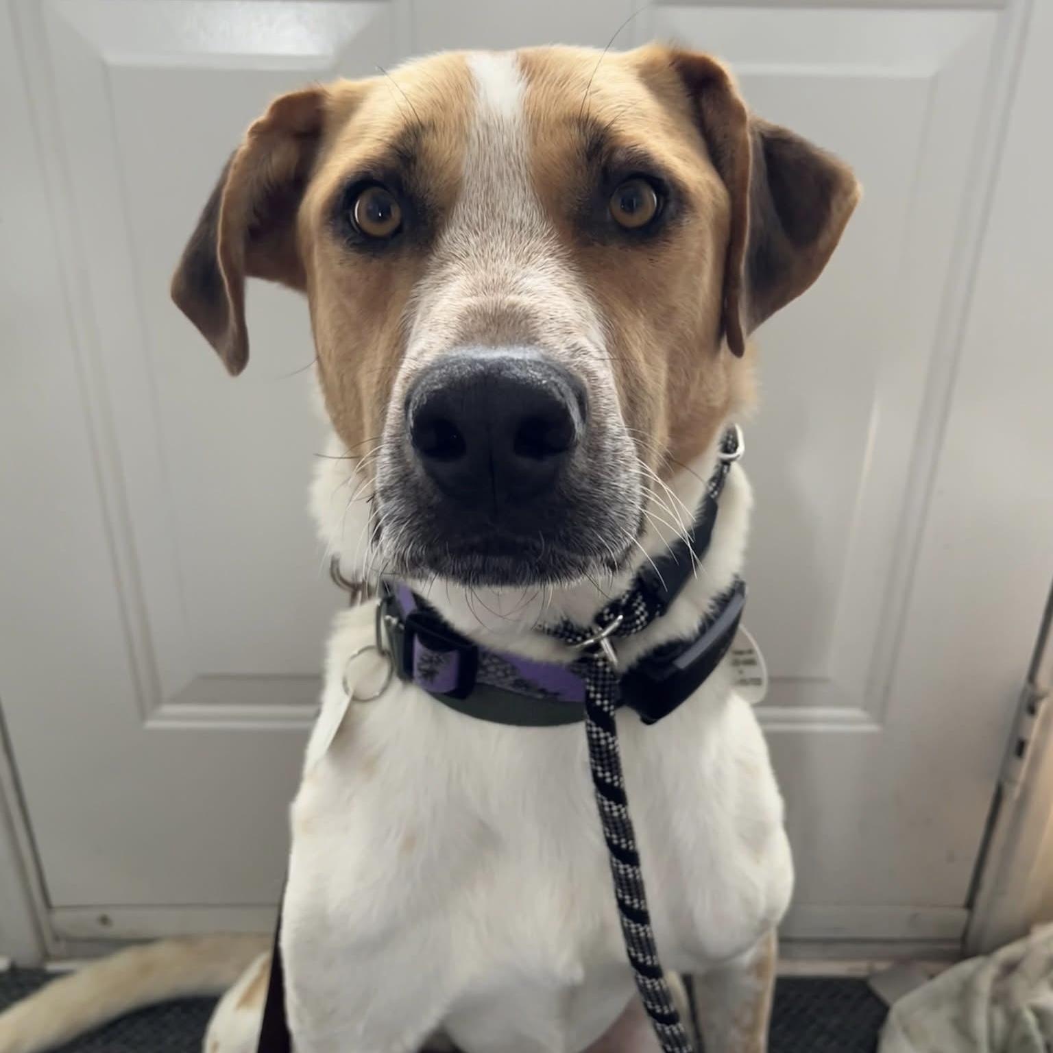 Chi, ADOPTABLE, Young Male Mixed Breed & Labrador Retriever.