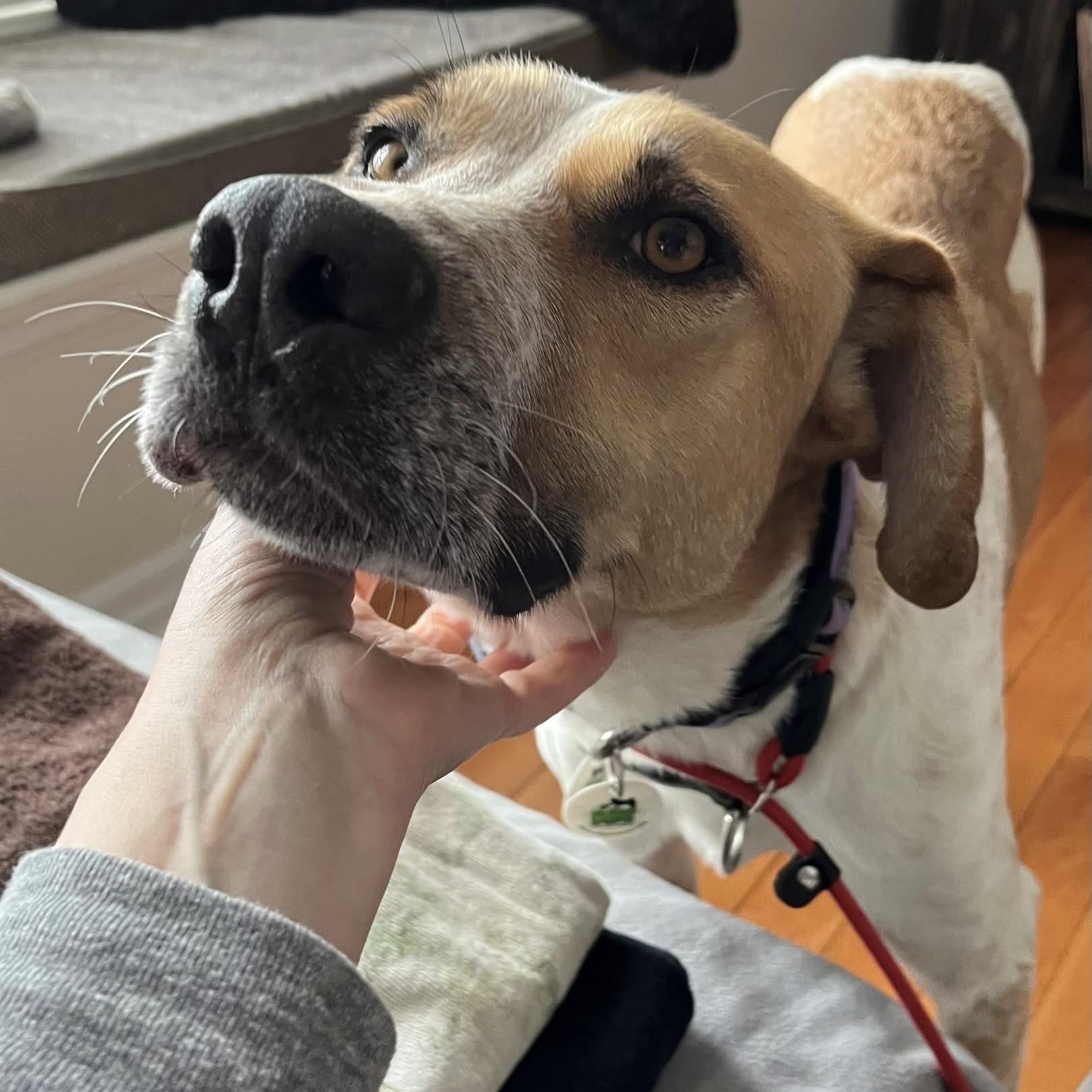 Chi, a ADOPTABLE mixed breed in Burlington, ON image 2/6