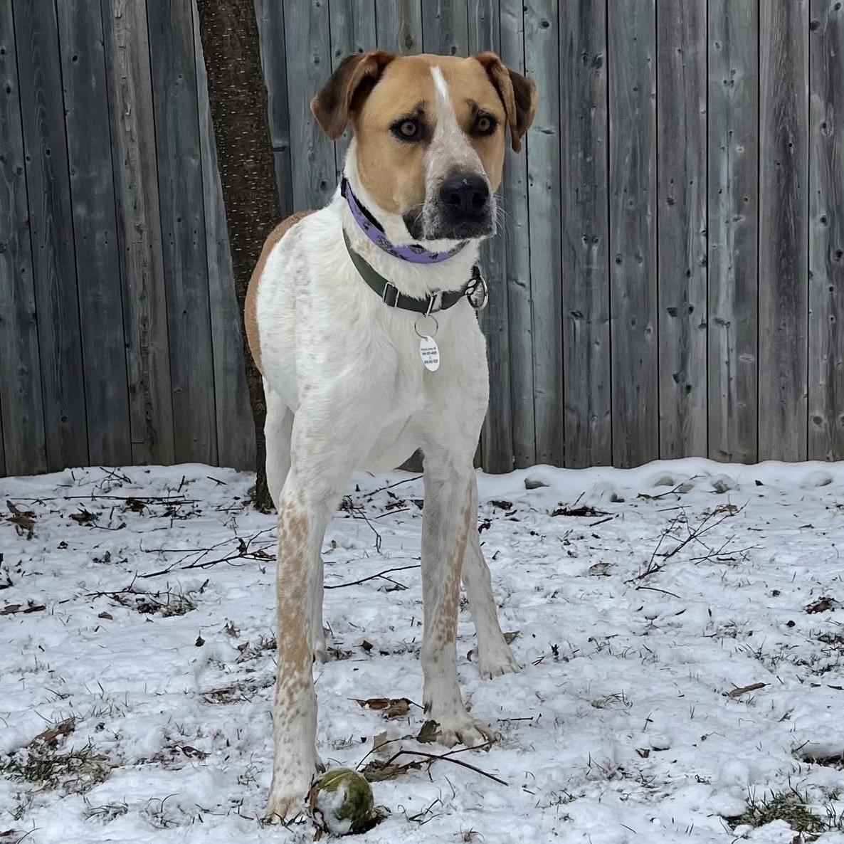 Chi, a ADOPTABLE mixed breed in Burlington, ON image 3/6