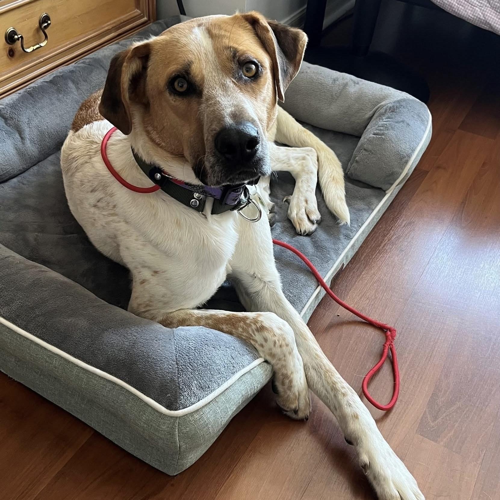 Chi, a ADOPTABLE mixed breed in Burlington, ON image 4/6