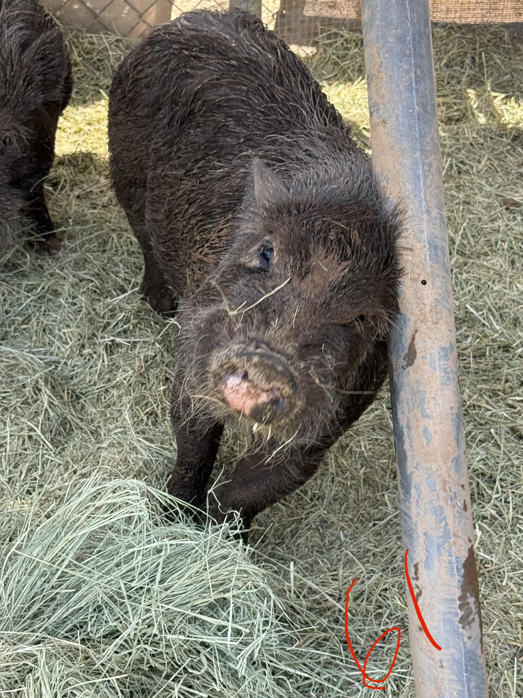 Enlarge 2-861 Pete, a Adoptable Pig in Phoenix, AZ image 3/3