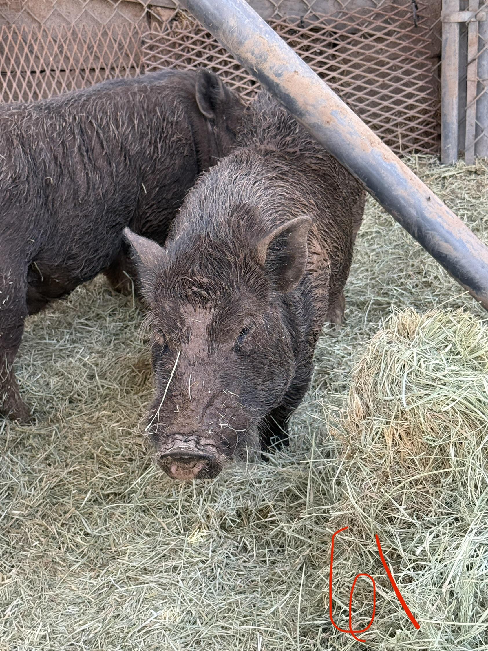 Enlarge 2-861 Pete, a Adoptable Pig in Phoenix, AZ image 2/3