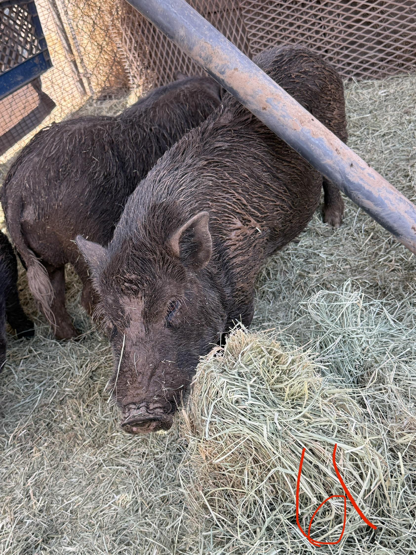 Enlarge 2-861 Pete, a Adoptable Pig in Phoenix, AZ image 1/3