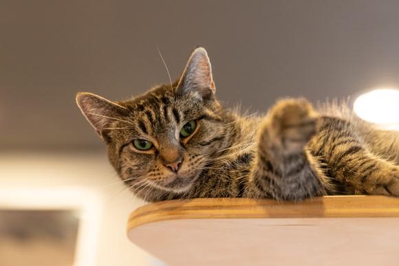 Enlarge Chopstick, a Adoptable Domestic Short Hair in Dayton, OH image 1/3