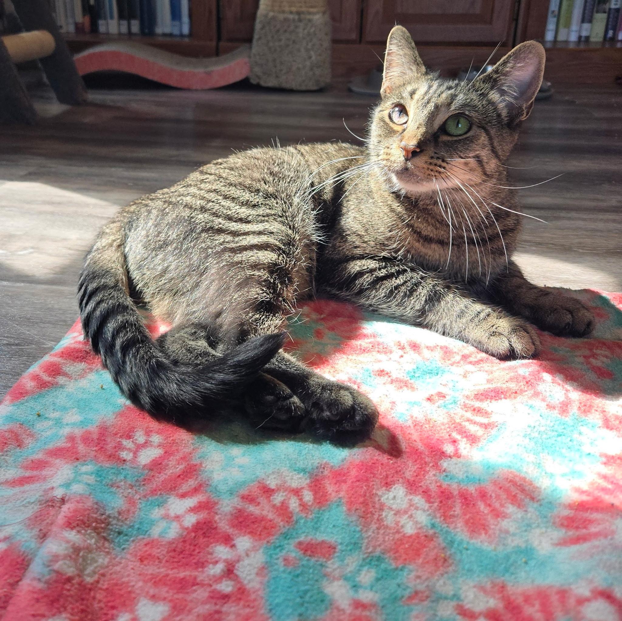 Enlarge Chopstick, a Adoptable Domestic Short Hair in Dayton, OH image 2/3