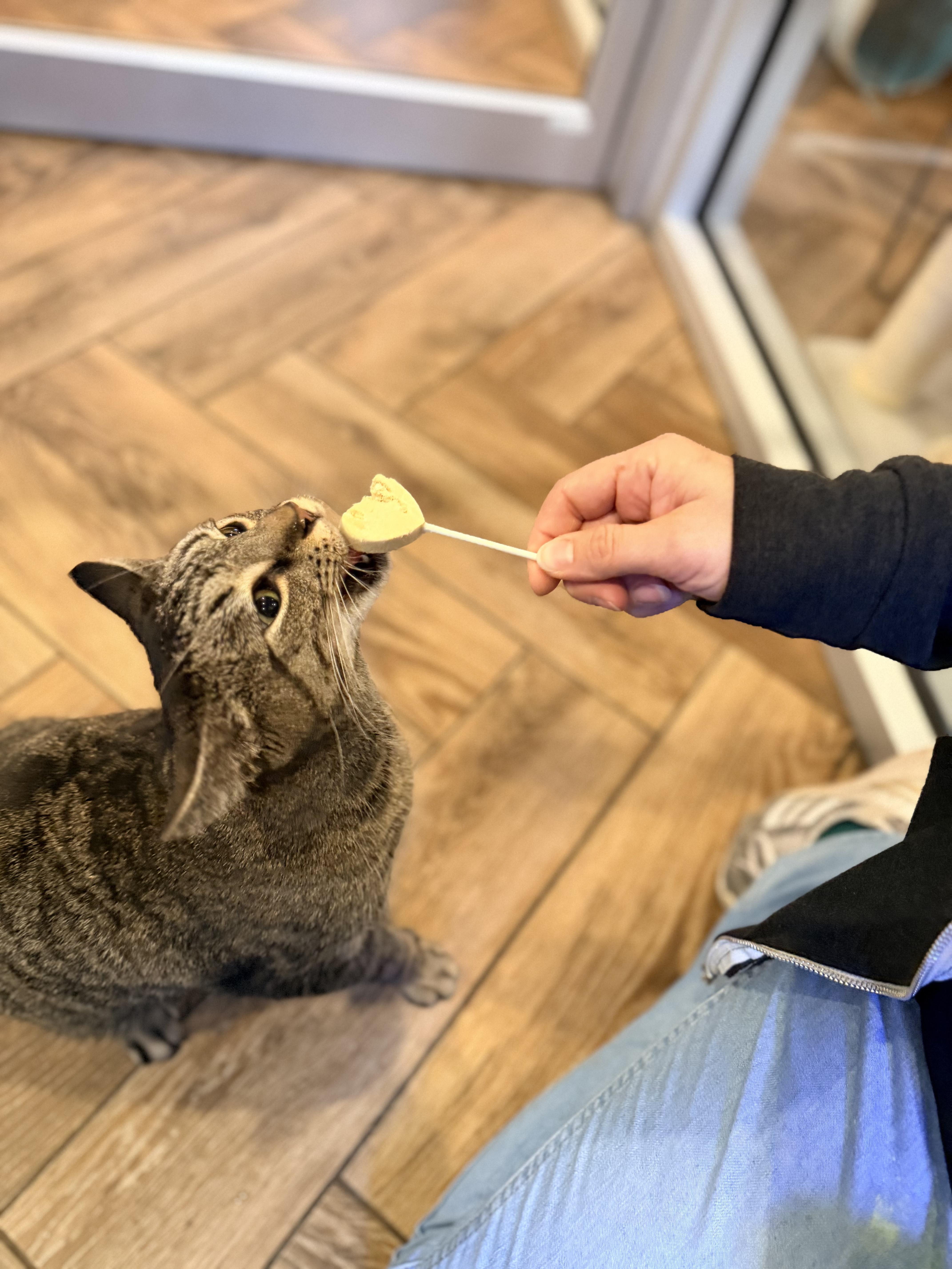 Enlarge Chopstick, a Adoptable Domestic Short Hair in Dayton, OH image 1/5