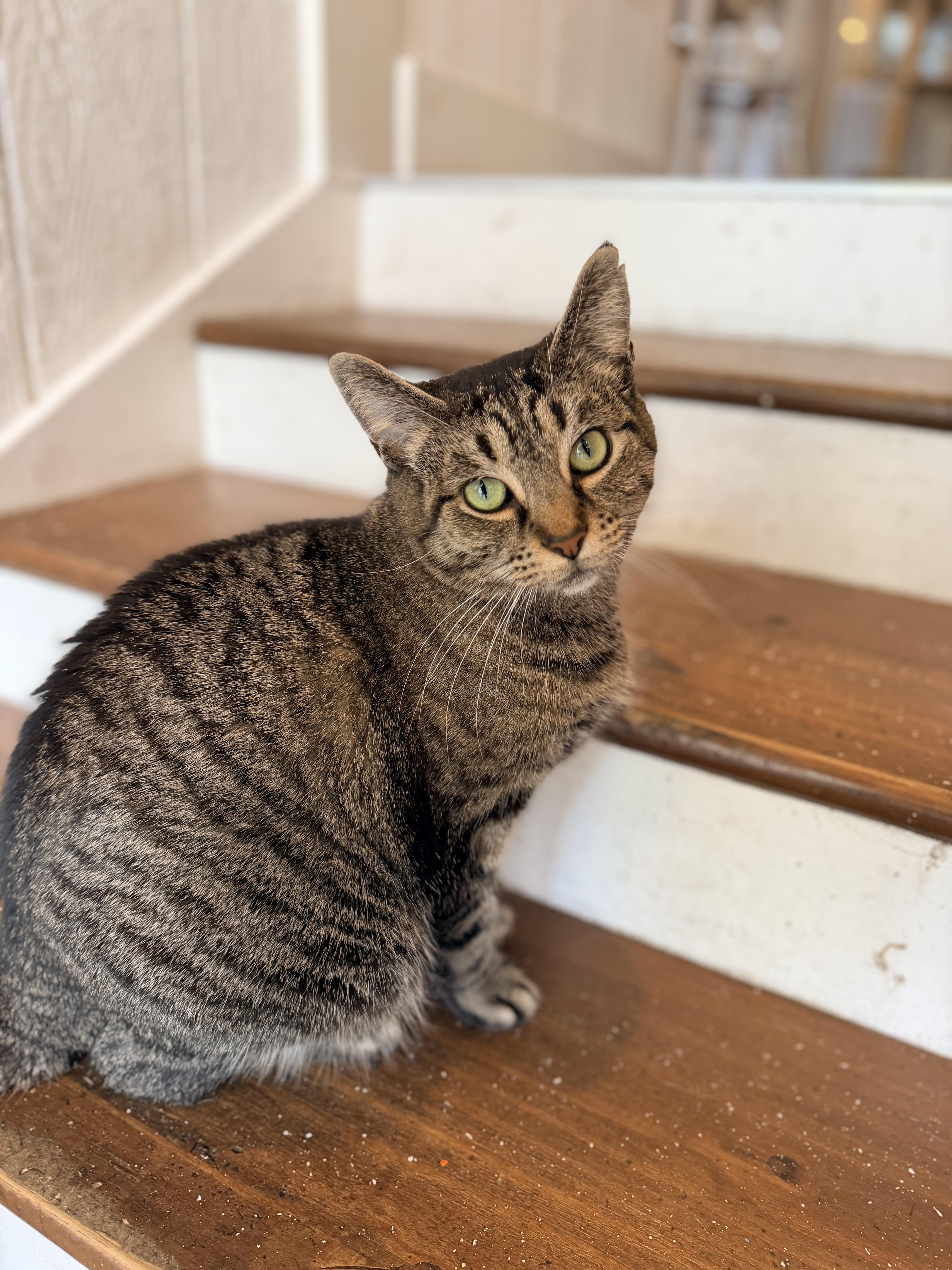 Enlarge Chopstick, a Adoptable Domestic Short Hair in Dayton, OH image 2/4