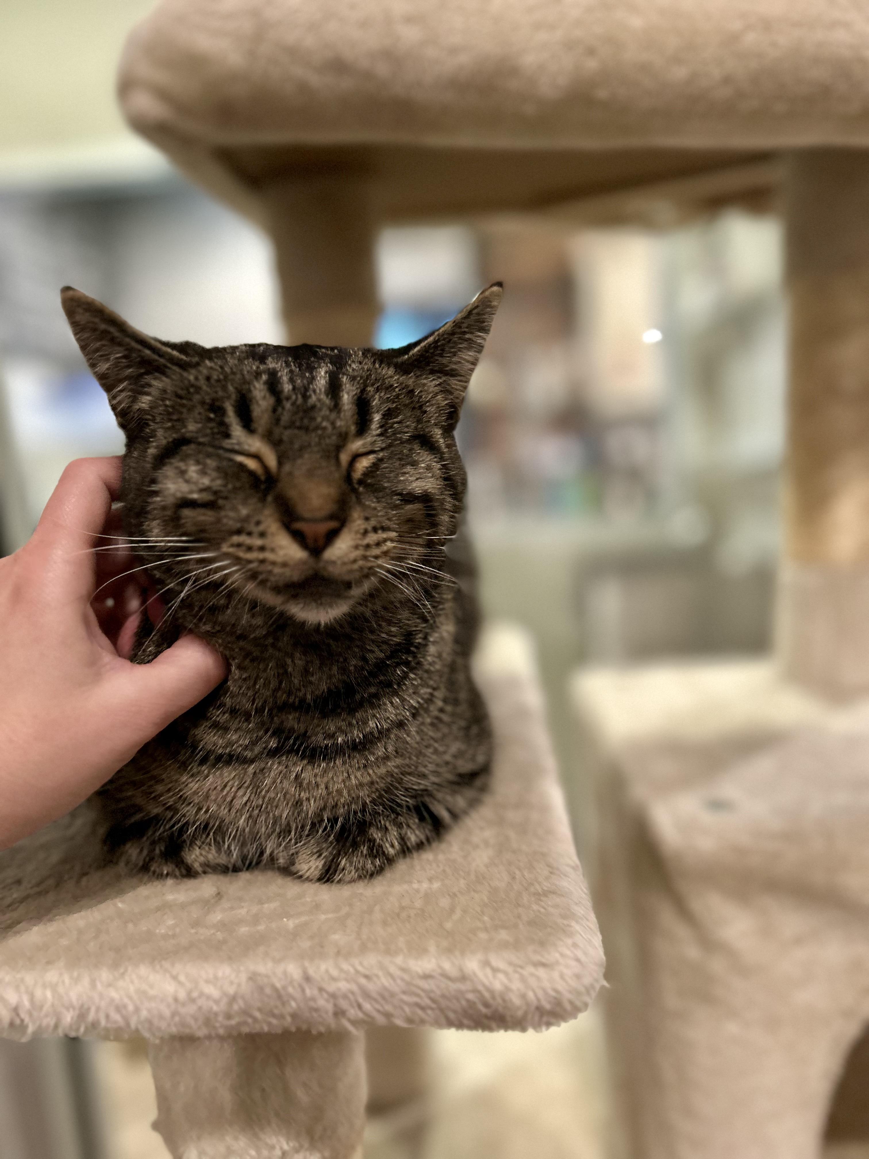 Enlarge Chopstick, a Adoptable Domestic Short Hair in Dayton, OH image 3/3