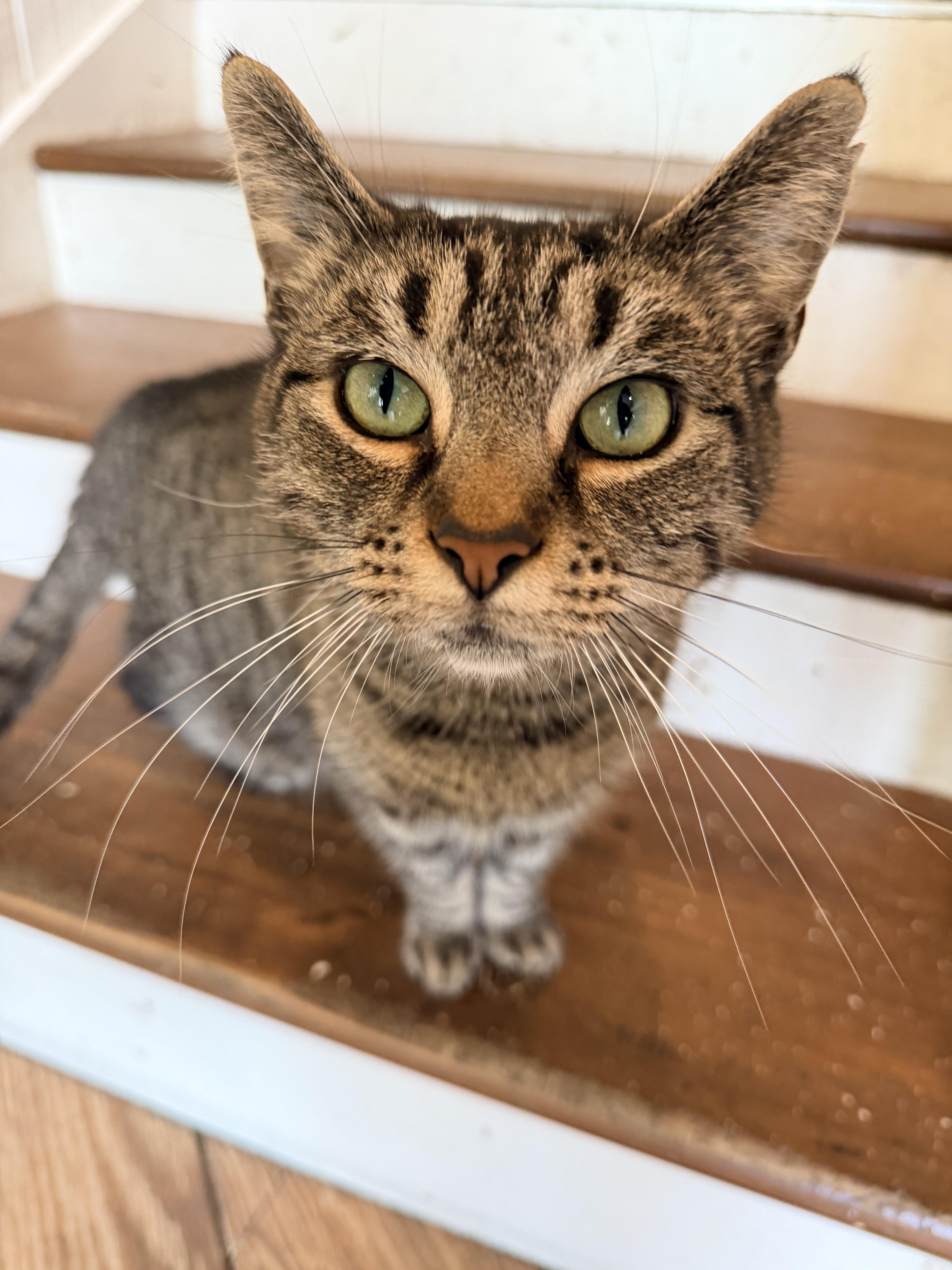 Enlarge Chopstick, a Adoptable Domestic Short Hair in Dayton, OH image 4/4