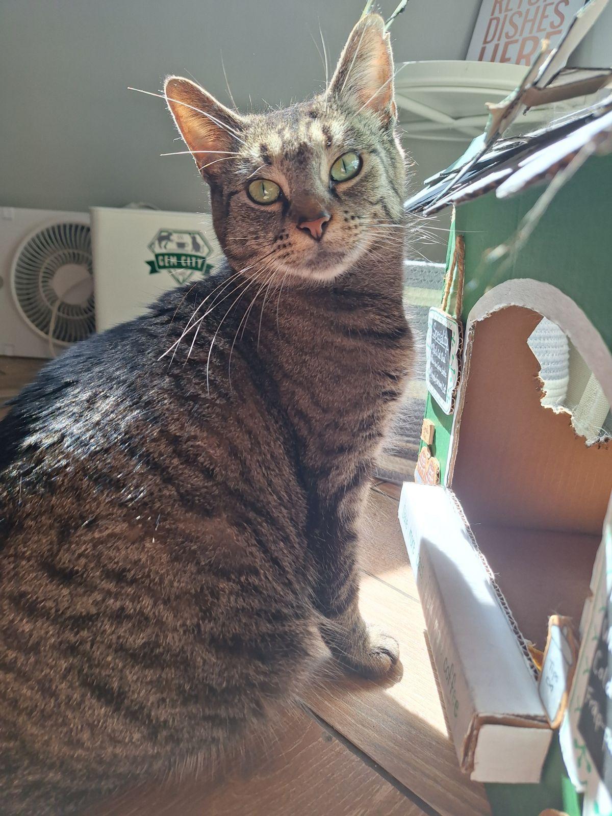 Enlarge Chopstick, a Adoptable Domestic Short Hair in Dayton, OH image 5/5