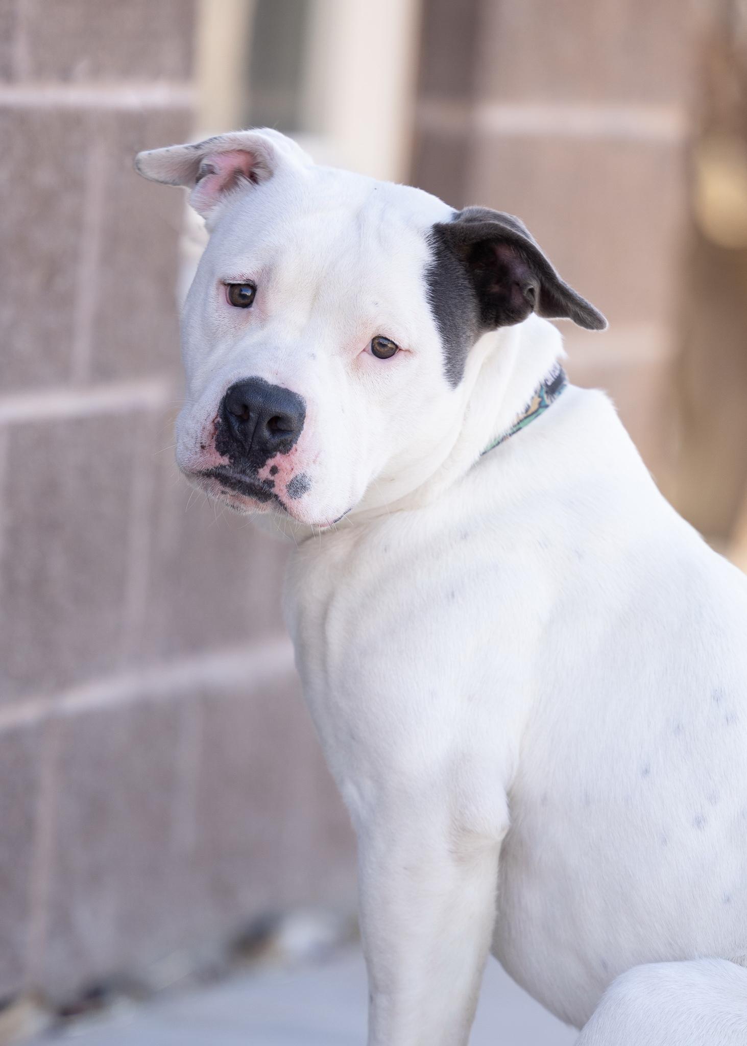 Enlarge SNOOPY, an adopted Pit Bull Terrier in Moab, UT image 1/1